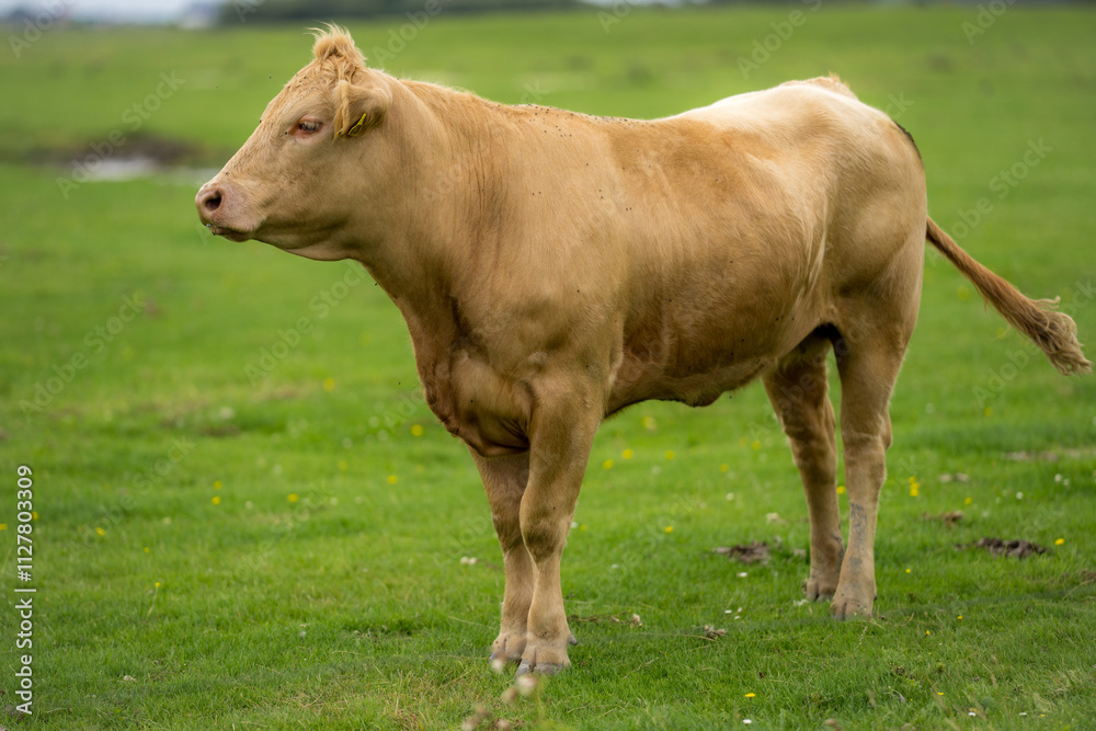 Cows on summer pasture. Cows on dairy milk farm. Cows on pasture. Livestock animals. Cows grazing on farmland. Cows on summer pasture. Cows on dairy milk farm. Cows on pasture. Livestock animals. Cows grazing on farmland.