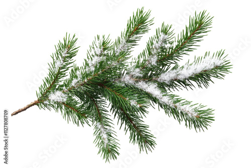 Fir branch with snow- top view PNG style- transparent background- perfect for winter and holiday design projects