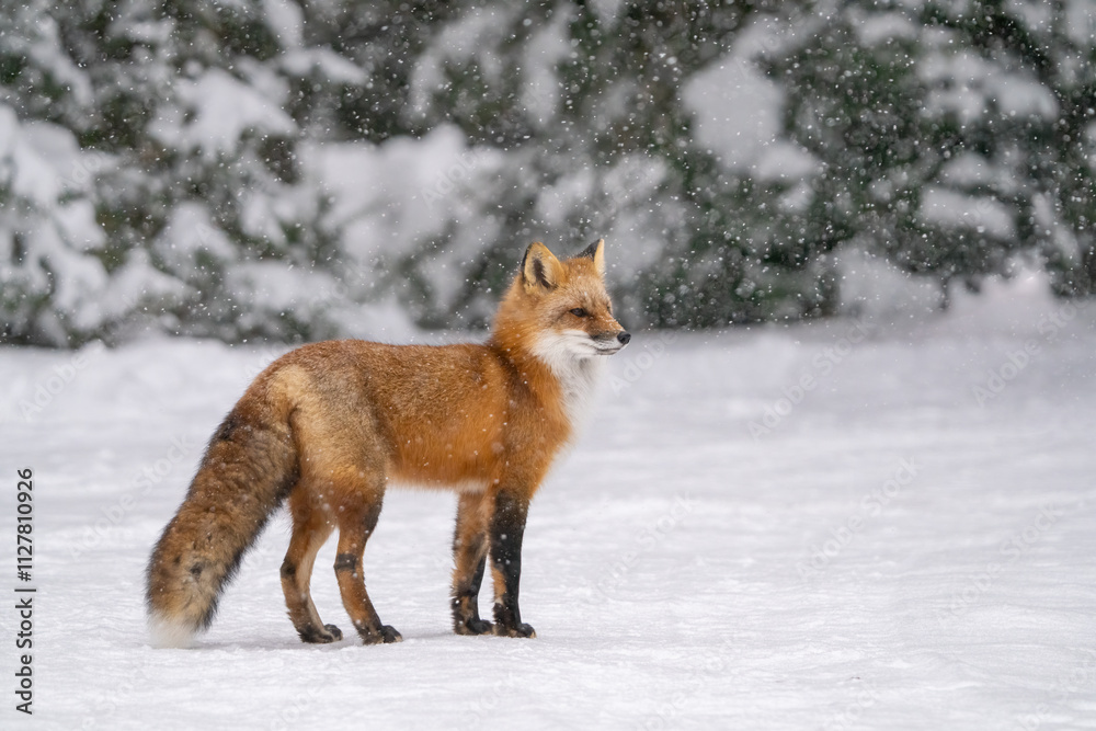 red fox in snow red fox in snow
