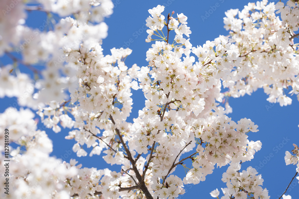 Flowers of cherry blossom. Spring background. Branches of blossom cherry tree. White cherry tree blossom flowers blooming in springtime. Spring bloom. White blossom. Flowers of cherry blossom. Spring background. Branches of blossom cherry tree. White cherry tree blossom flowers blooming in springtime. Spring bloom. White blossom.