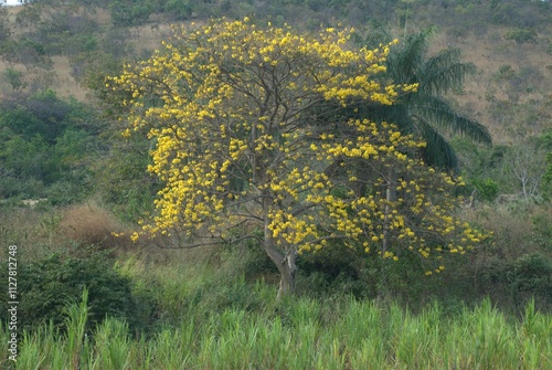 Hermosos paisajes,mucho llano,muchos arboles y grandes plantaciones de caña de azucar. photo