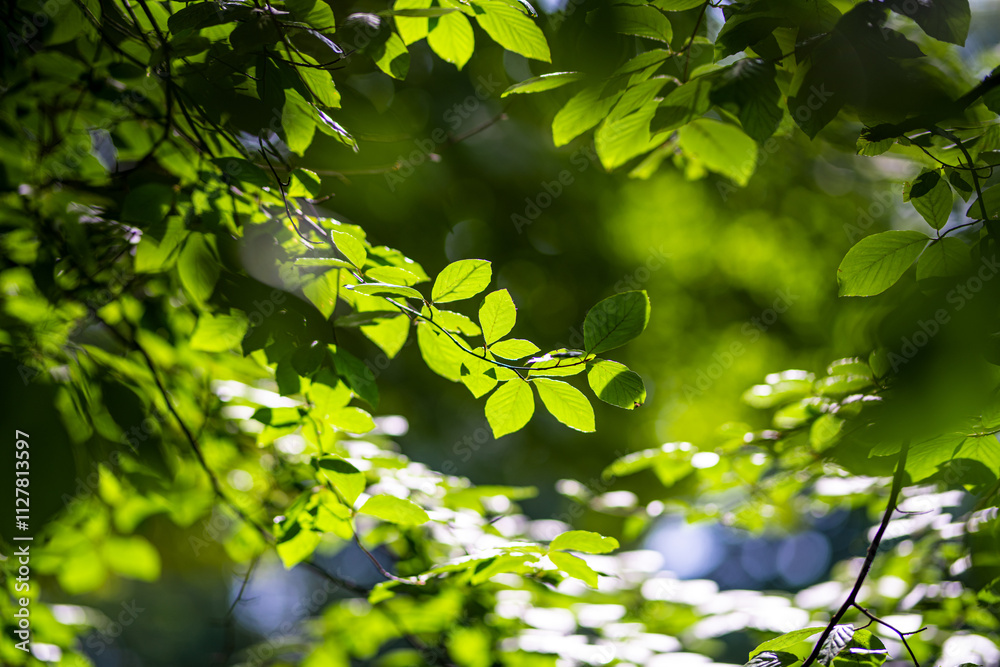 Fototapeta premium Green leaf background. Leaf in forest. Leaves plants backdrop. Nature of green leaf in garden at summer. Natural green leaves plants. Forest background. Green nature background.
