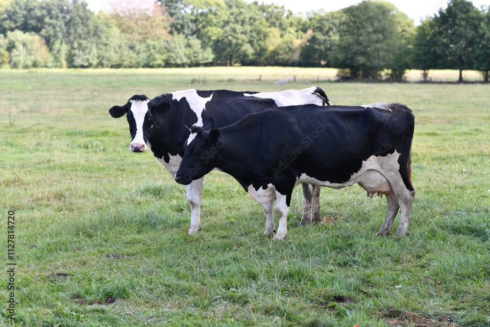 Holstein Cow herd. Cow herd at farm. Dairy cow herd in meadow. Cow farming. Black and white cows on grassy field. Holstein cows. Holstein Cow herd. Cow herd at farm. Dairy cow herd in meadow. Cow farming. Black and white cows on grassy field. Holstein cows.