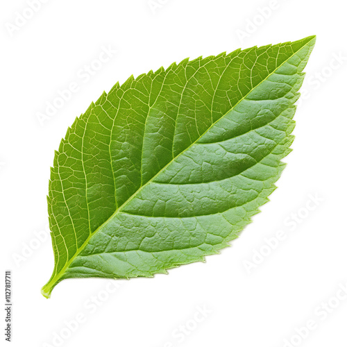 Close-up of a Healthy Green Leaf with Intricate Vein Structure in Nature