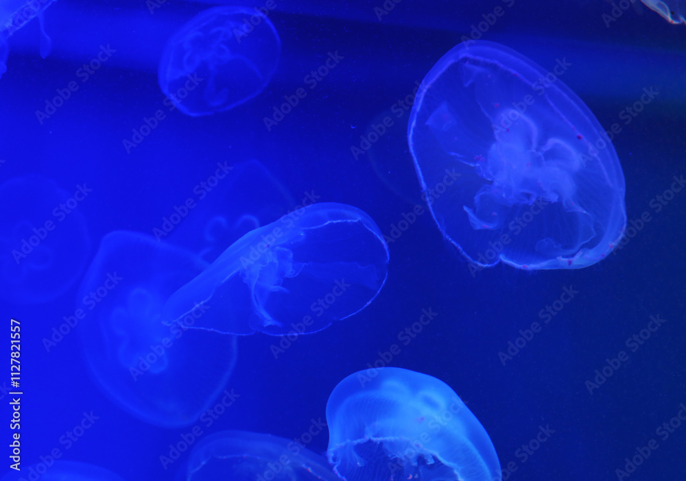 Beautiful jellyfish swim in an aquarium, close up Beautiful jellyfish swim in an aquarium, close up