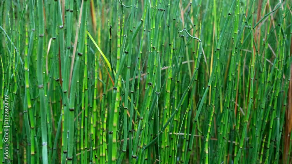 Closeup capture of horsetail bamboo showcasing its smooth, segmented stems, intricate textures, and vibrant green hues, emphasizing its natural elegance and unique botanical structure Closeup capture of horsetail bamboo showcasing its smooth, segmented stems, intricate textures, and vibrant green hues, emphasizing its natural elegance and unique botanical structure