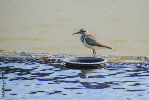 A sandpiper near a pond. Photographed in the western part of Singapore.  During the northern winter, sandpipers migrate from Europe to Australia, with stopovers in Southeast Asia.