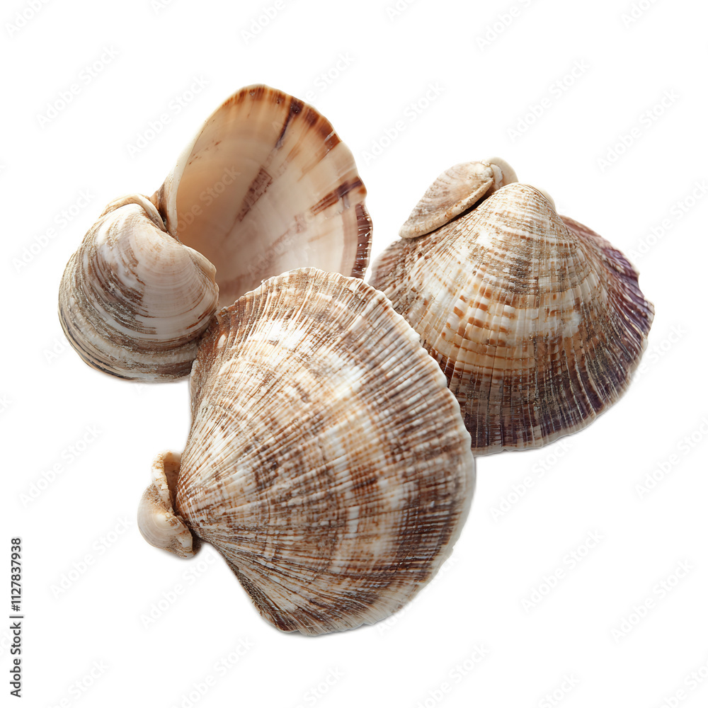 Elegant Spiraled Seashells Forming Natural Textured Pattern on Coastal Background Elegant Spiraled Seashells Forming Natural Textured Pattern on Coastal Background