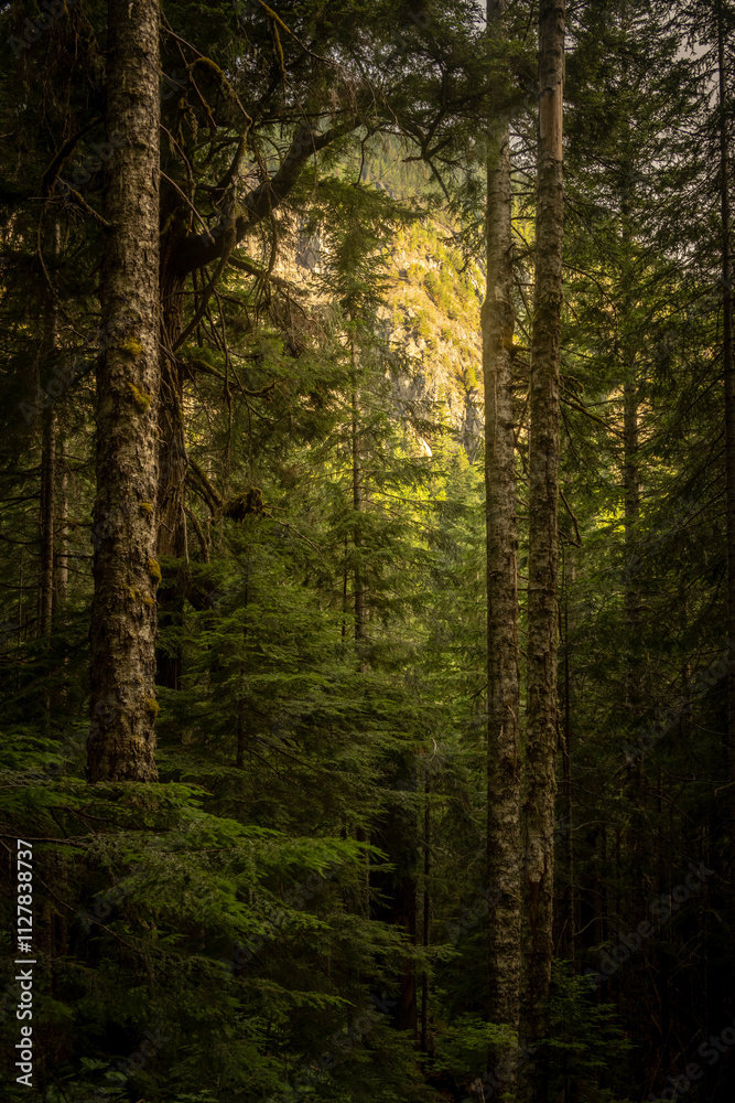 Fototapeta premium Faint Light Warms The Dark Forest With Bright Mountainside Looking Overhead