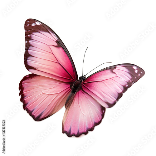Exquisite Butterfly with Radiant Pink Wings Against Pristine White Background