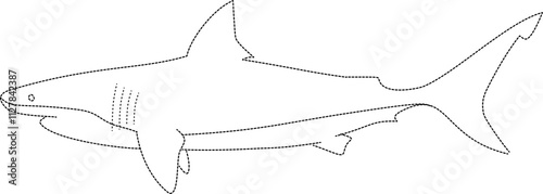 Shark tracing vector