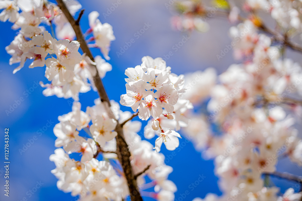 White blooming flowers in spring time. Nature background. Blooming branch of flowers. Blooming flower pattern design. Cherry blossoms in blooming. White blooming flowers in spring time. Nature background. Blooming branch of flowers. Blooming flower pattern design. Cherry blossoms in blooming.