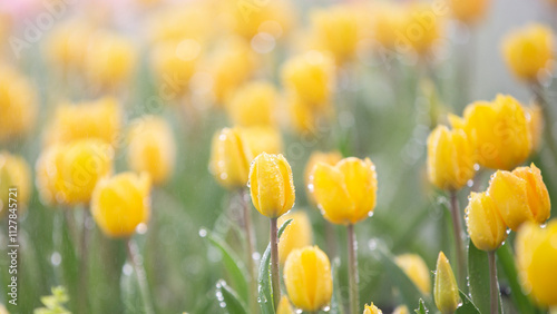 a bulbous spring-flowering plant of the lily family