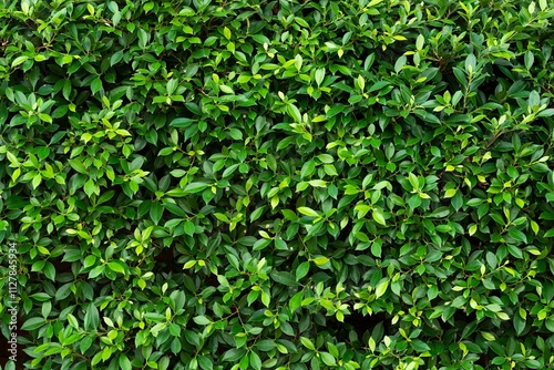 green leaves wall background, leaf wall nature background