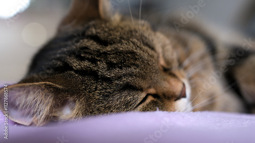 Tabby sleeping cat on a purple blanket. Banner, card for Cats Day.