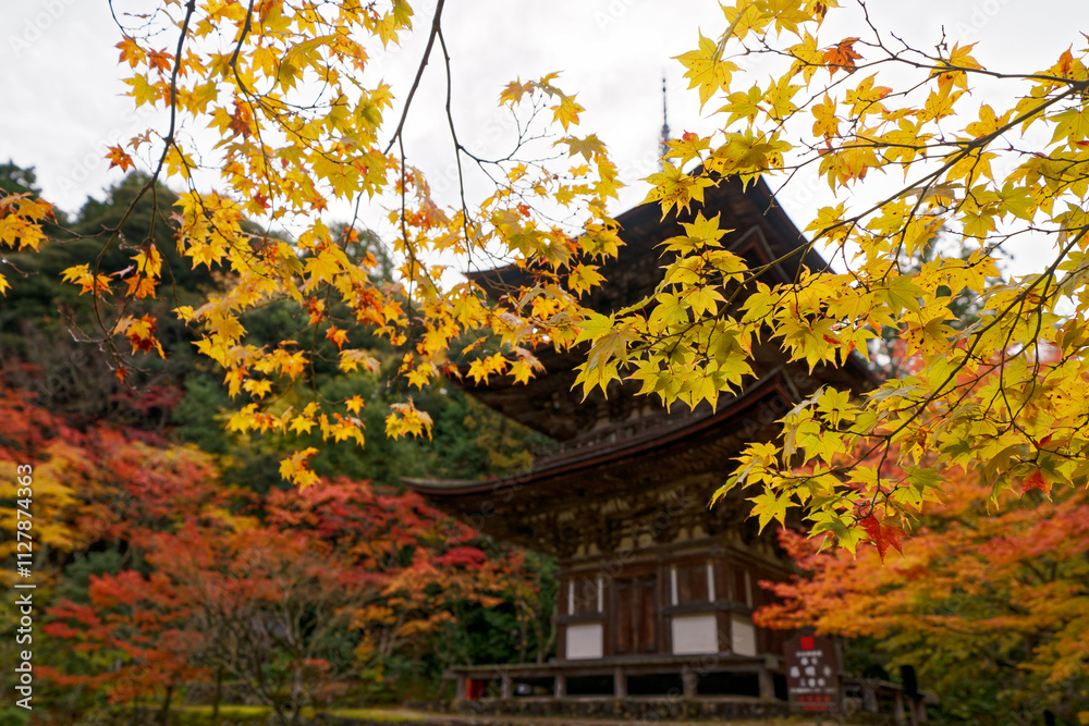 湖東三山西明寺の紅葉と三重塔