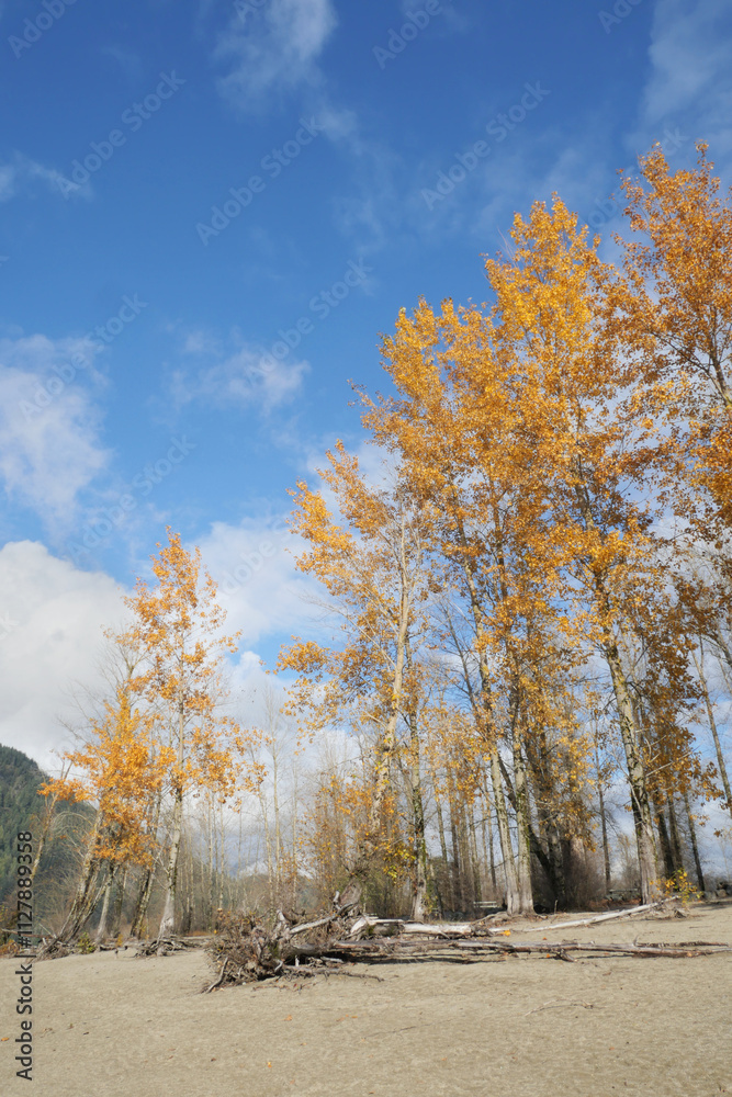 Fototapeta premium Kilby Park Campground during a fall season in Harrison Mills, British Columbia, Canada