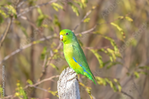 Tuim o menor pássaro da família dos periquitos e papagaios do brasil (Forpus xanthopterygius) em close up photo