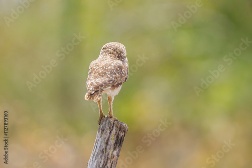 Coruja buraqueira (Athene cunicularia) pousada em um tronco de árvore, com um lindo fundo verde desfocado e de costas photo