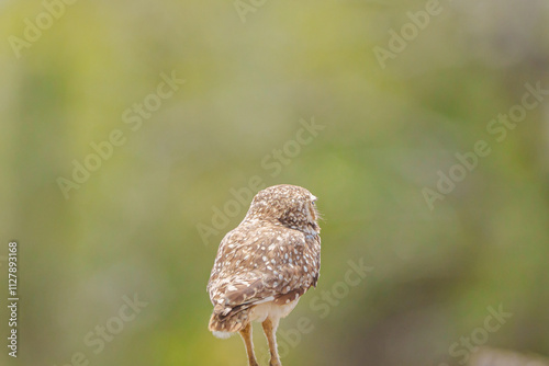 Coruja buraqueira (Athene cunicularia) pousada em um tronco de árvore, com um lindo fundo verde desfocado de costas em close up photo