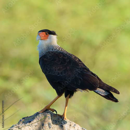 Carcará (Caracara plancus) com fundo verde desfocado photo