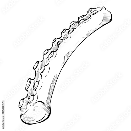 octopus legs handdrawn illustration