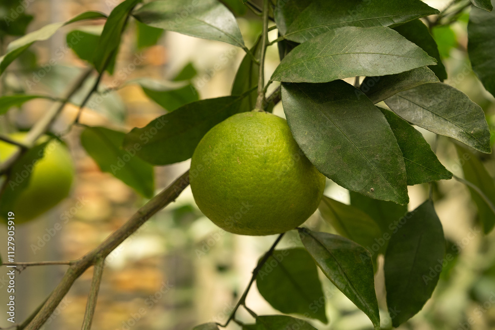 an unripe tangerine tree an unripe tangerine tree