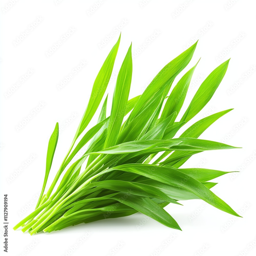 Fresh green leaves arranged on a white isolated background. Fresh green leaves arranged on a white isolated background.