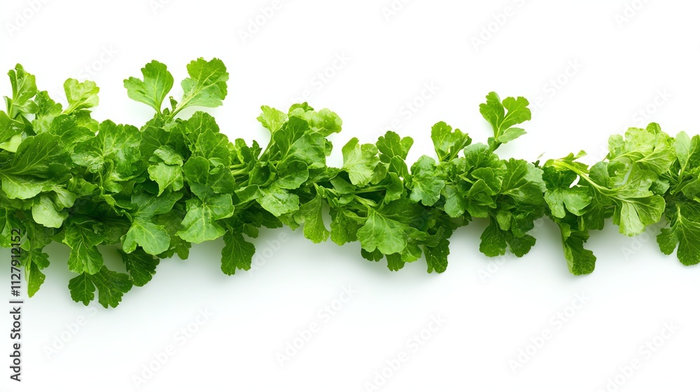 Fresh coriander leaves on white isolate background Fresh coriander leaves on white isolate background