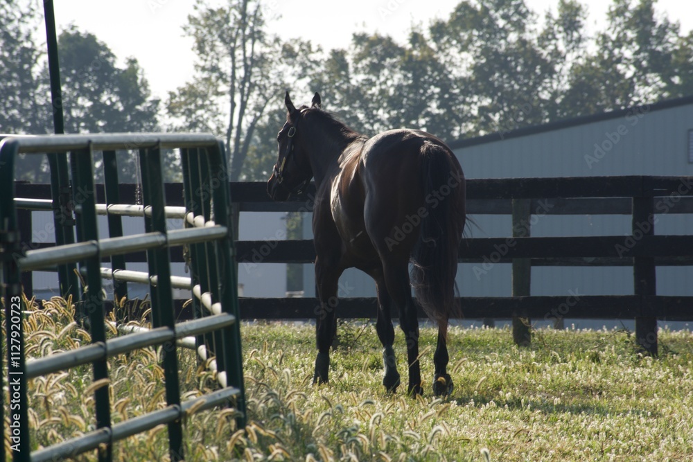Naklejka premium horse in a field