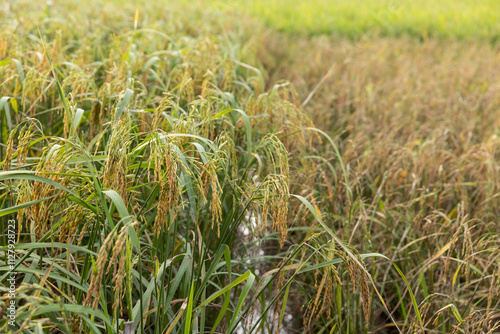 Close-Up of Lush Green Rice Plants in a Field, Highlighting Agricultural Growth and Natural Farming Practices photo