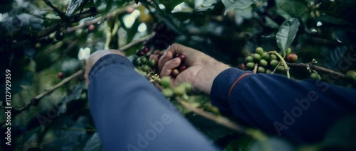 Coffee Farming Production Colombia Organic Beans 