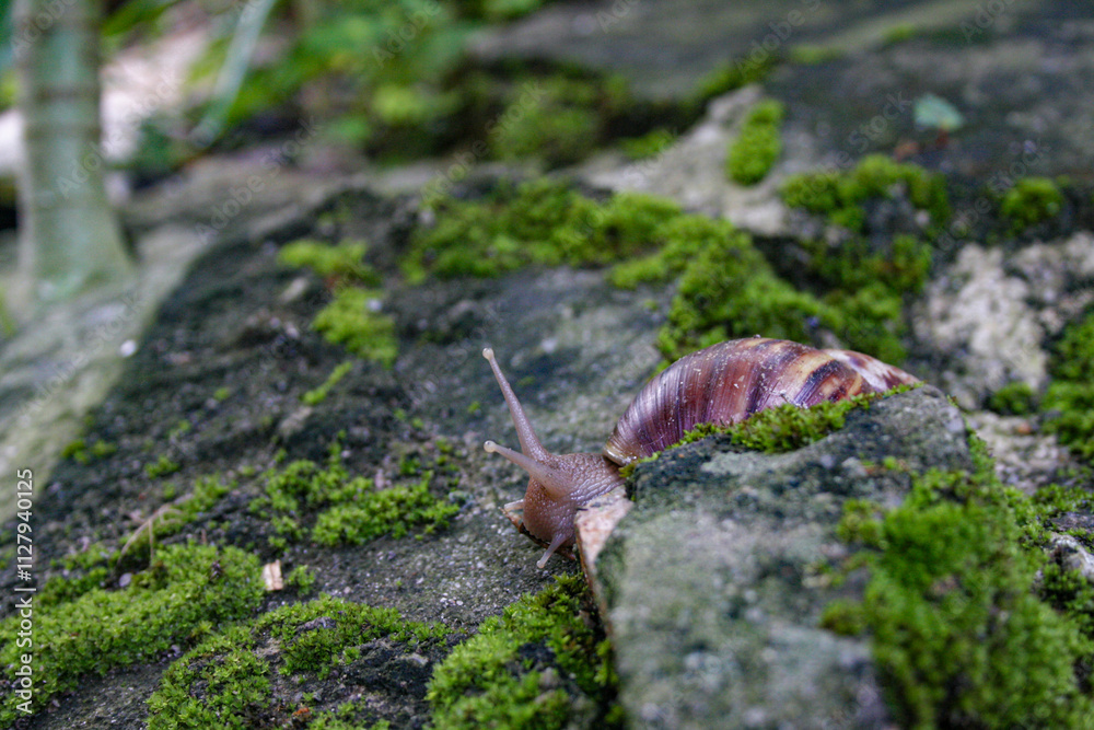 Brown snail crawls on the mossy rocks in a garden Brown snail crawls on the mossy rocks in a garden