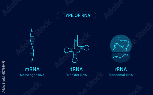 Type of RNA or Ribonucleic acid. Chromosome gene cell. Genetic synthetic biology combined. Medical science vector.