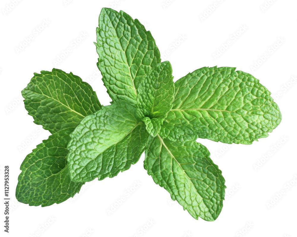 High-Quality PNG of Fresh mint leaves on transparency Isolated on White Background – High Resolution High-Quality PNG of Fresh mint leaves on transparency Isolated on White Background – High Resolution
