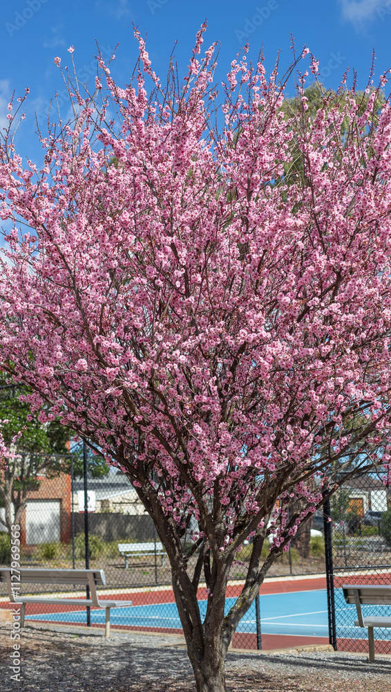 Beautiful row of blooming cherry blossom trees with vibrant pink flowers lining a street on a sunny spring day Beautiful row of blooming cherry blossom trees with vibrant pink flowers lining a street on a sunny spring day