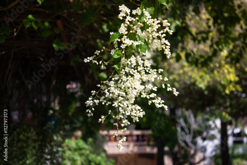 tree in the park