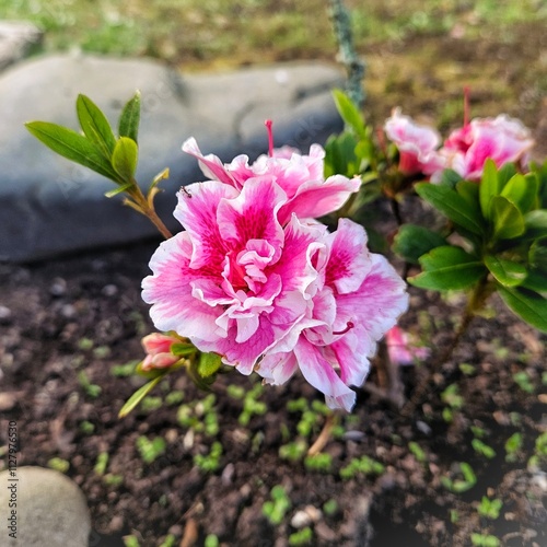 vibrant pink white tipped flowers photo