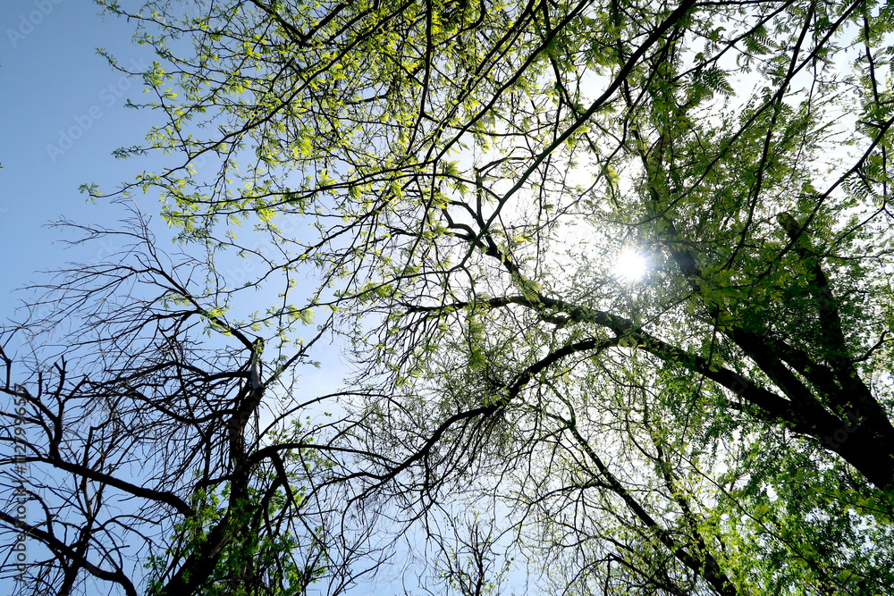Branches of trees in the spring view from below into the sky Branches of trees in the spring view from below into the sky