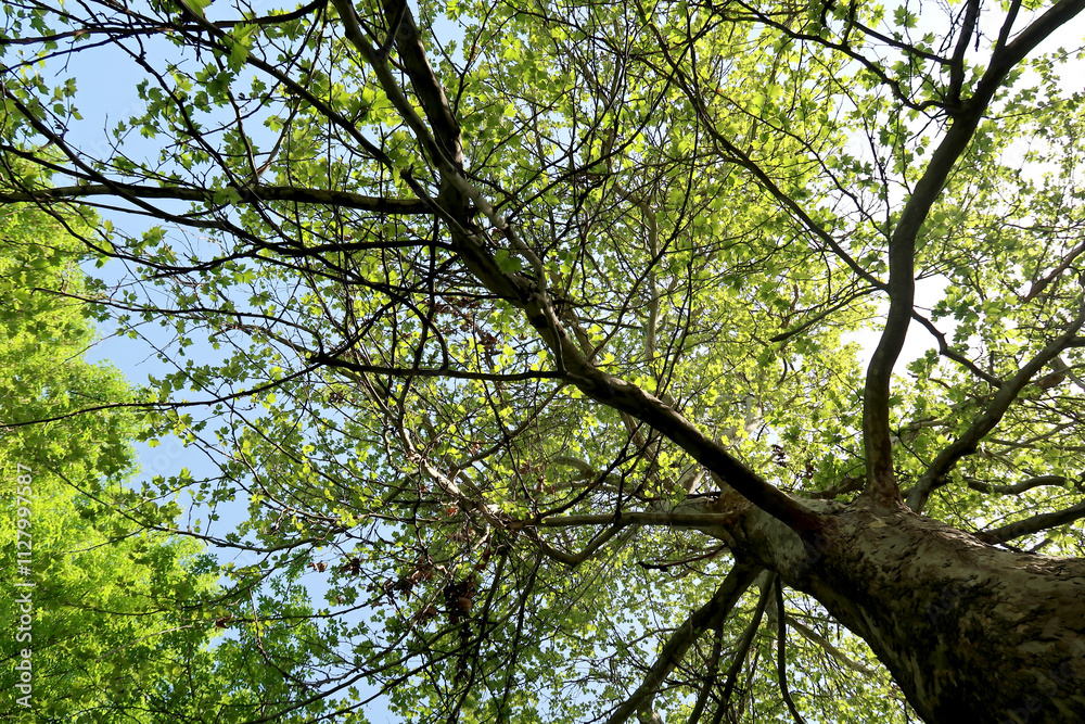 Branches of trees in the view from below into the sky Branches of trees in the view from below into the sky