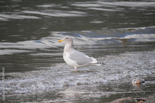 Seagull at Kilby Park Campground during a fall season in Harrison Mills, British Columbia, Canada