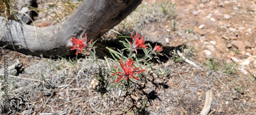 flowers in canyon
