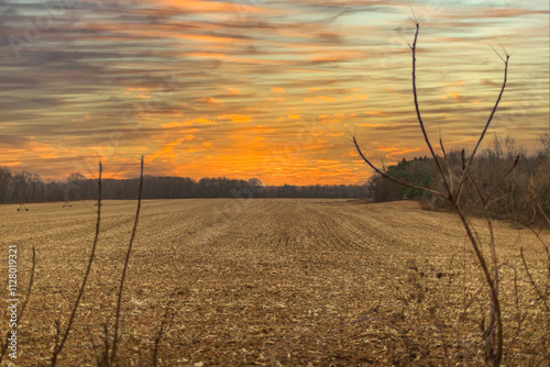 wheat field at sunset