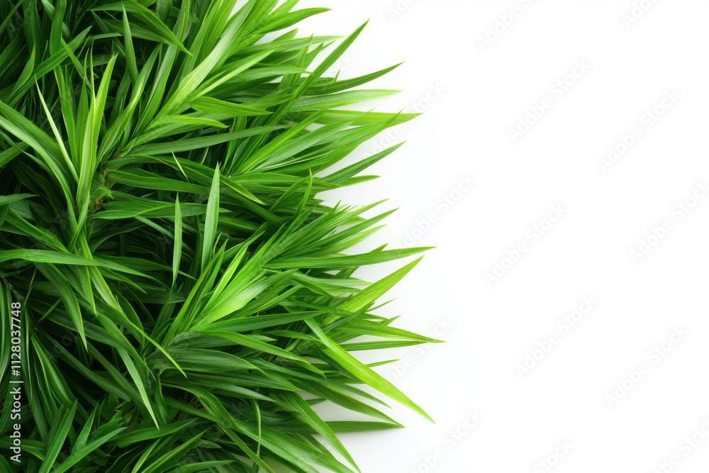Vibrant green grass with a clean white background for any use. Vibrant green grass with a clean white background for any use.