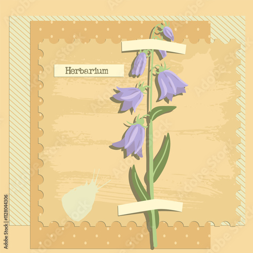 vector collage with flower, campanula, creative composition, herbarium imitation. dried wild plants