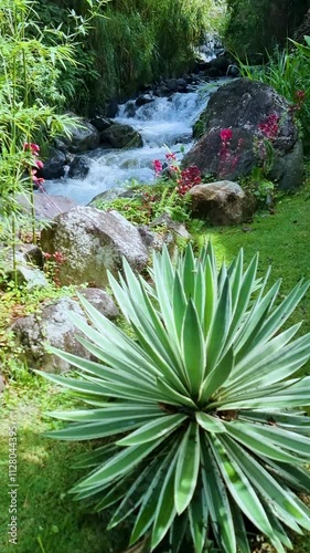 Panama, Boquete, agave on the banks of a creek