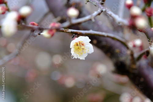 梅いろいろ　春の花たち