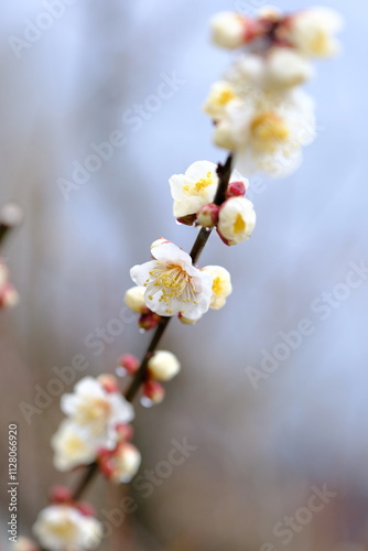 梅いろいろ　春の花たち