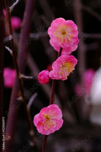 梅いろいろ　春の花たち