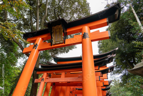 View of the Torii Gates in Japan